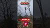 Arborist Stihl Hardwork Forestry Stihlms362 Chainsaw Forestwork