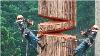 Dangerous Fastest Chainsaw Cutting Tree Machine Skills Logging Wood Truck U0026 Wood Sawmill Machines