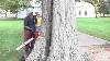 Dropping A 45 Inch Oak Tree