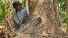 Monster Saw Vs Little Tree Stihl Ms881 Cut Down 2 Trembesi Trees