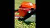 Stihl 029 Super Muffler Mod Idle 2500 2800rmp Wot 12 12 5k Chainsawstihl Chainsaw Stihl