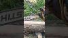 Stihl Chainsaw Chainsaw Stihl Wheelsaw Wood Machine Shorts Youtubeshorts Viral Viralshorts