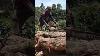 Stihl Chainsaw Chainsaw Stihl Wood Machine Shorts Wheelsaw Youtubeshorts Viral Viralshorts