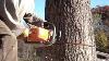 Stihl Chainsaw Cutting Big Oak Tree Down Ms 290 Farmboss