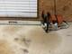 Stihl Ms460 Magnum Chainsaw 32 Inch Bar and Chain Good Condition and Runs Great