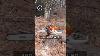 The Features That Make The Stihl Ms 291 The Best Chainsaw