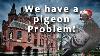 We Have A Pigeon Problem Castle Ten Berghe